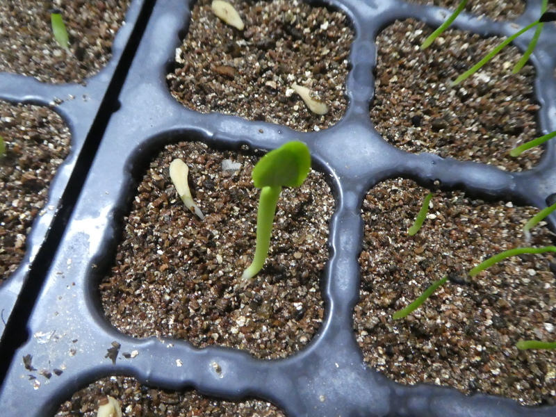 太ましい双葉 塊根植物 パキポディウム ラメリーの発芽 ベランダ菜園生活 初心者の栽培記録